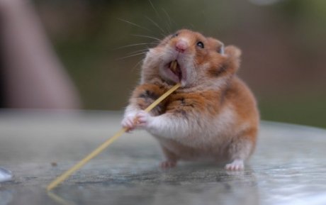 hamster with spaghetti, looking like a ninja