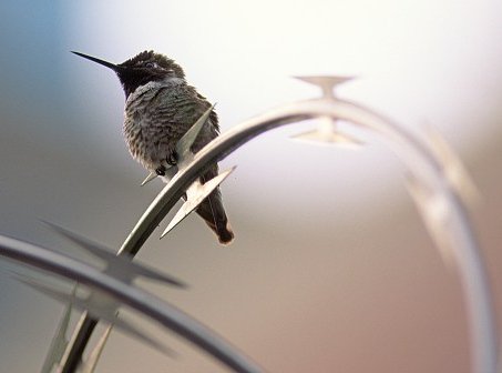 bird perching on razor wire