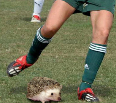 playing soccer with a hedgehog as the ball