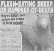 flesh-eating sheep on rampage of death