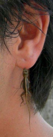 lizard hanging on to guy's earlobe