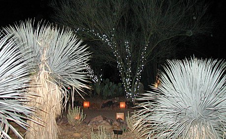 lights on trees at the Luminarias