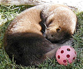 otter sleeping next to plastic ball