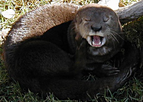 very tired otter yawning