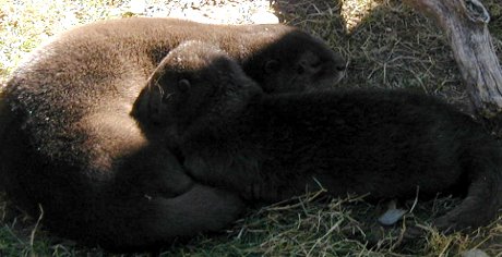 otters sleeping