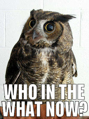 Owl saying 'Who in the what now?' 