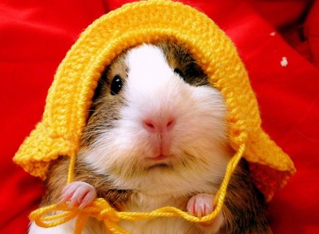 guinea pig wearing a crocheted hat