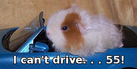 guinea pig can't drive 55