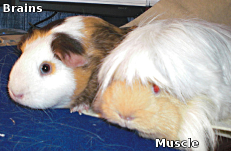 guinea pigs, one brains, one muscle