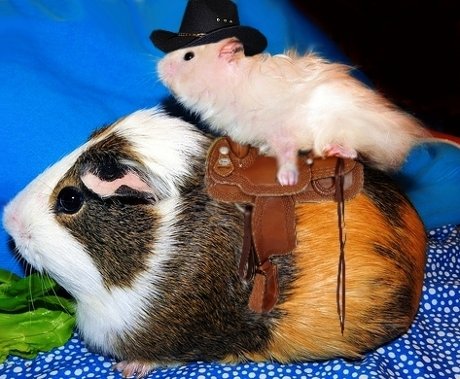 hamster riding on guinea pig like a cowboy riding a horse, saddle and cowboy hat included