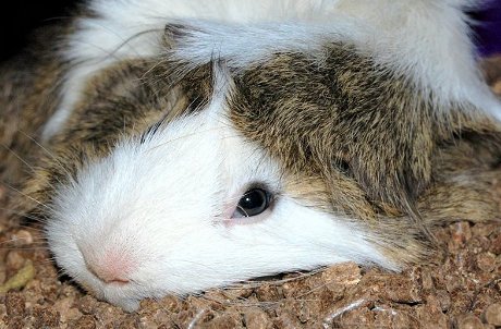 very tired guinea pig