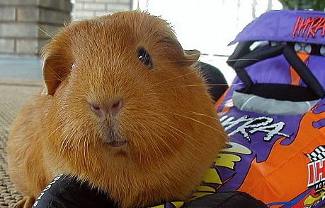 guinea pig with race car