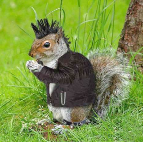 punk squirrel