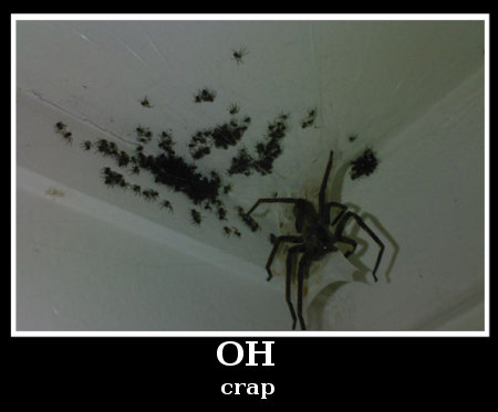 huge spider on the ceiling, with a brood of baby spiders, caption 'OH crap' 