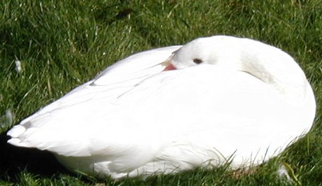 swan sitting pretty