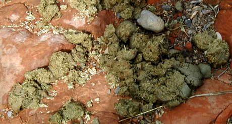 reasonably fresh dung from some sort of large herbivore, on a trail