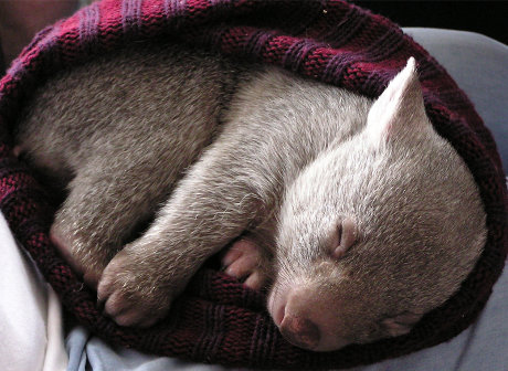 wombat sleeping in a hat