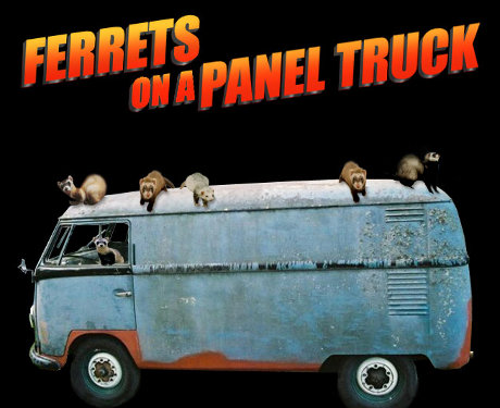 ferrets on a panel truck