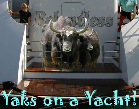 Yaks on a Yacht