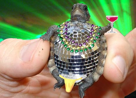 turtle crossed with disco ball