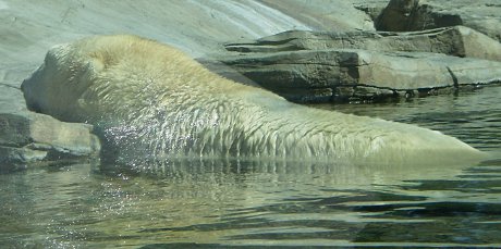 polar bear getting out of the water