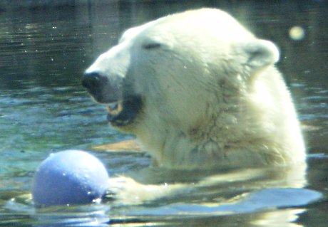 happy polar bear with blue plastic ball