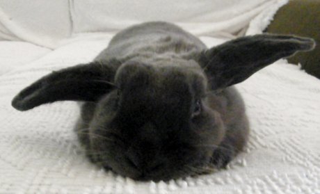 black bunny with ears in 'airplane' pattern