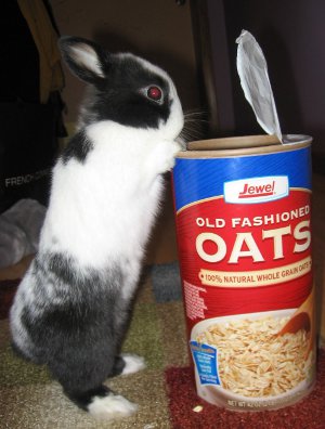 bunny with Quaker Oats