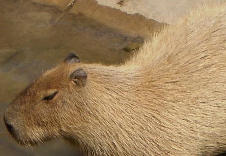 capybara swimming