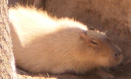 capybara in San Diego Zoo snoozing