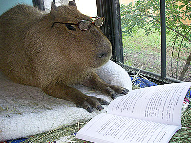 capybara reading book