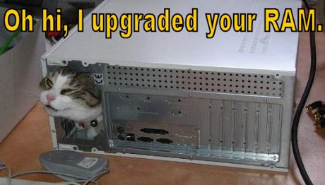 cat in computer case, caption 'O HAI! I upgraded your RAM'