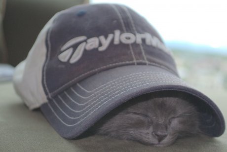 cat under baseball cap