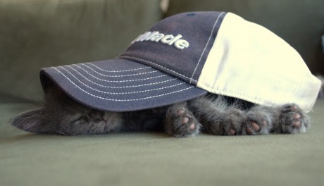 kitten sleeping under baseball cap