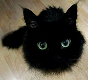 very fluffy black cat