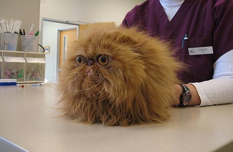 smooshy-faced cat that looks like a version of Fizzgig from 'The Dark Crystal'