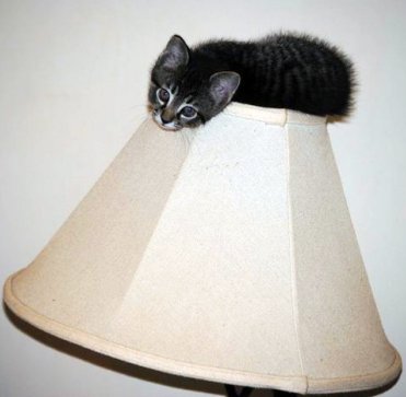 kitten sitting on top of a lampshade