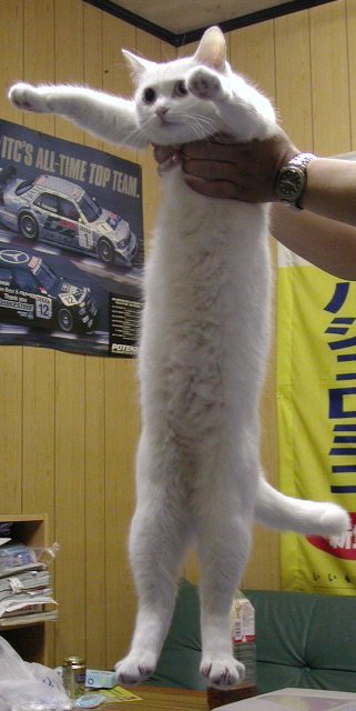 longcat