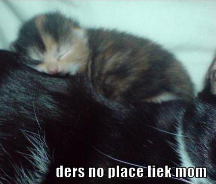 kitten sleeping on its mother's back, saying 'there's no place like mom'