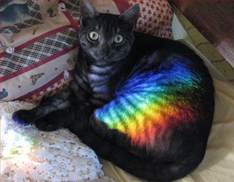 cat with rainbow across it