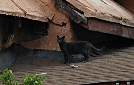 cat on a rooftop in Santa Fe