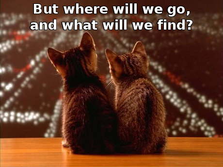 cats looking out over a city with the caption 'But where will we go, and what will we find?'