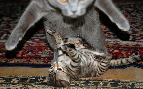 cats wrestling, one jumping right at the camera