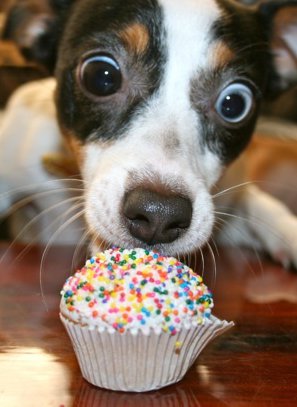 dog looking VERY happy and licking a cupcake