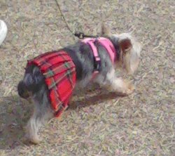 tiny dog in a kilt