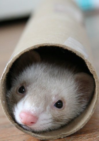 ferret in tube