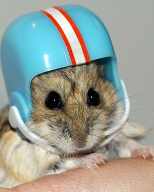 hamster wearing football helmet