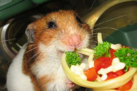 hamster chewing on a vegetable snack that looks like a pizza