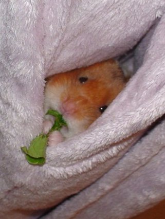 emergency backup hamster, in pocket