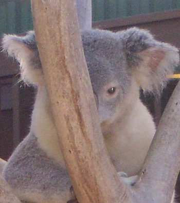 koala in tree with face half-hidden